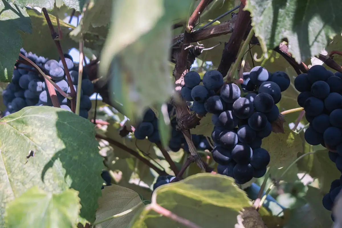 Top 5 Wineries to Visit in Waipara Region From Christchurch