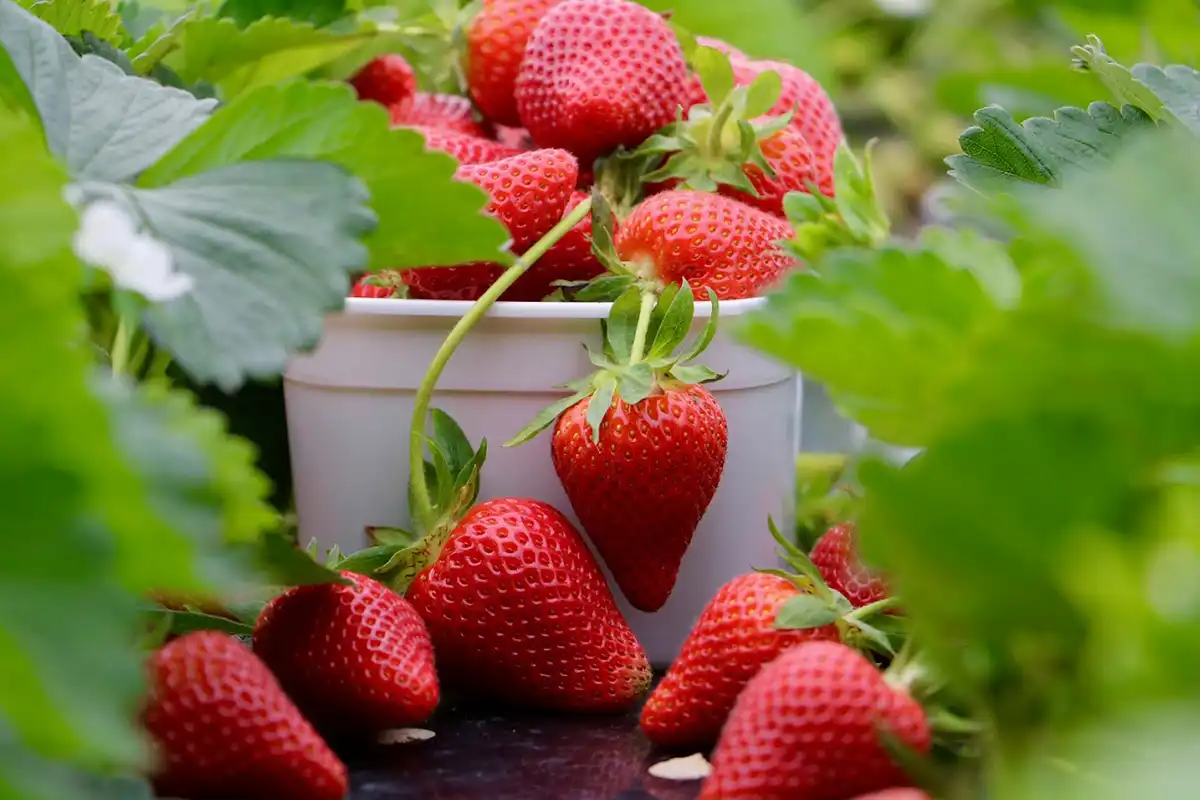 3 PYO (Pick Your Own) Strawberry Farms in Auckland