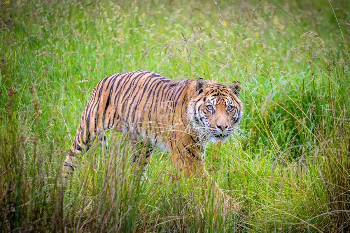 Tiger In New Zealand